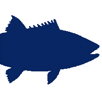 king salmon silhouette