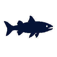 muskellunge silhouette