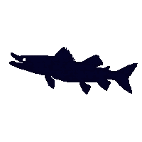 northern pike silhouette
