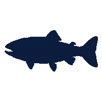 rainbow trout silhouette