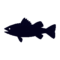 smallmouth bass silhouette