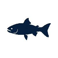 sockeye salmon silhouette