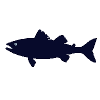striped bass silhouette