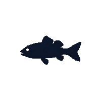 tench silhouette