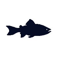 tilapia silhouette