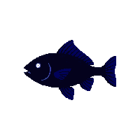 wrasse silhouette