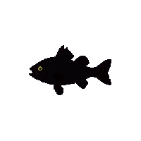 yellow perch silhouette