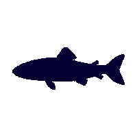 zander silhouette