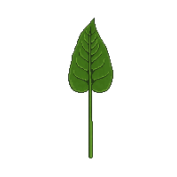 single willow leaf green long narrow thin