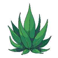 succulent tall green stacked leaves pointed