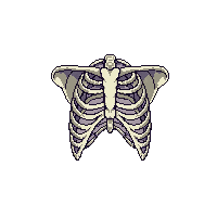 ribcage human ribs 009 v2 2026 02 20T21 42 17