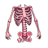 ribcage human ribs 014 v3 2026 02 20T21 42 17