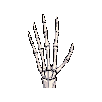 skeleton hand bony hand 003 2026 02 20T21 42 17