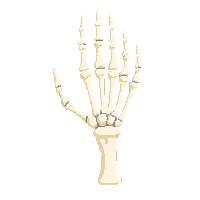skeleton hand bony hand 013 v3 2026 02 20T21 42 17