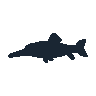 legendarycatch 2395 bird wrasse sil