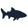 legendarycatch 2401 port jackson shark sil