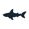 legendarycatch 2411 blacktip shark sil