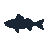 legendarycatch 2413 striped bass sil