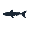 legendarycatch 2419 cornetfish sil