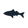 legendarycatch 2423 amberjack sil