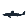 legendarycatch 2428 american eel sil
