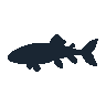 legendarycatch 2436 spotted gar sil