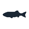 legendarycatch 2445 wrasse sil