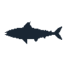 legendarycatch 2459 spanish mackerel sil