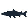 legendarycatch 2466 halfbeak sil