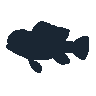 legendarycatch 2479 flowerhorn sil