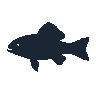legendarycatch 2482 nassau grouper sil