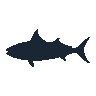 legendarycatch 2484 yellowtail snapper sil