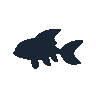 legendarycatch 2486 fairy wrasse sil