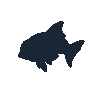 legendarycatch 2487 queen angelfish sil