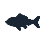 legendarycatch 2490 bighead carp sil