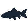legendarycatch 2511 common carp sil