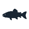 legendarycatch 2512 sockeye salmon sil