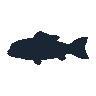 legendarycatch 2536 flathead catfish sil