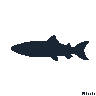 legendarycatch 2547 steelhead sil