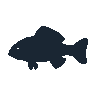 legendarycatch 2549 white crappie sil