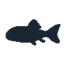 legendarycatch 2577 arapaima sil