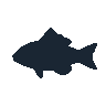 legendarycatch 2578 regal angelfish sil
