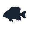 legendarycatch 2585 peacock cichlid sil