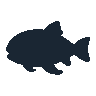 legendarycatch 2605 napoleon wrasse sil