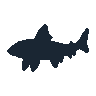 legendarycatch 2584 leopard shark sil