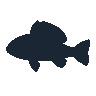 legendarycatch 2608 yellowfin grouper sil