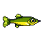 legendarycatch 2789 topwater popper
