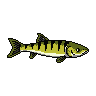 legendarycatch 2878 tiger muskie