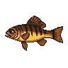 legendarycatch 2885 nassau grouper