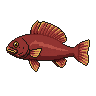 legendarycatch 2931 yellowfin grouper